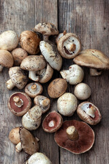 collection of mushrooms, champignons bunch on a wooden background