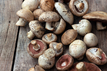collection of mushrooms, champignons bunch on a wooden background