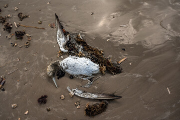 Toter Komoran am Starnd von Borkum