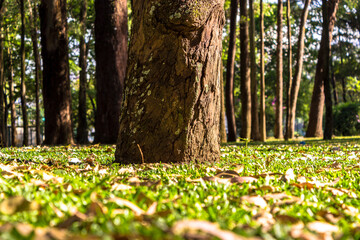 Grass, dry fallen leaves and eucalyptus tree trunks on the park in Brazil