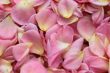 Obraz na płótnie Canvas Many Scattered Pink Rose Petals 