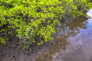 Naklejka premium Mangrove trees along the sea in Brazil