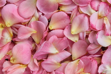 Many Scattered Pink Rose Petals 