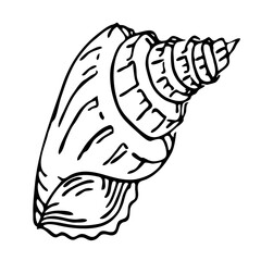 Shell line art illustration, PNG with transparent background.