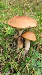 Leccinum mushrooms. Two mushrooms with brown cap and white stem in the grass