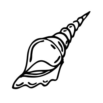 recommend clip art: Shell line art illustration, PNG with transparent background.
