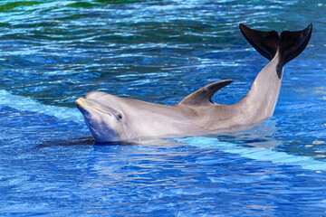 Naklejka premium Delfin posing out of the water for the cameras.