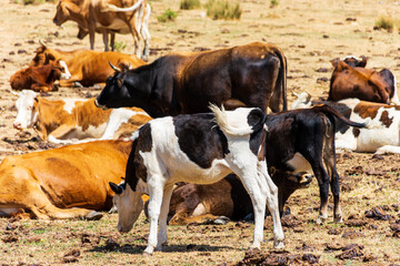 Herd of cows grazing on pasture on top of the mountain. Dairy and agriculture concept.