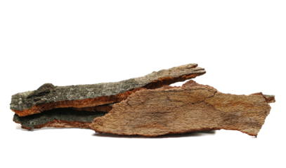 Bark of beech tree, pile isolated 