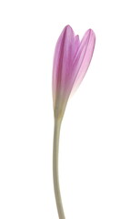 Saffron crocus flower, Crocus sativus isolated on white