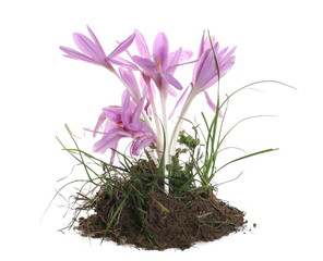 Saffron crocus flowers with soil , Crocus sativus isolated on white