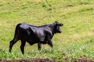 Herd of Aberdeen Angus animals in the pasture area of a beef cattle farm in Brazil