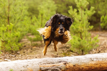 male dog hovawart gold and black flying in a jump over a tree