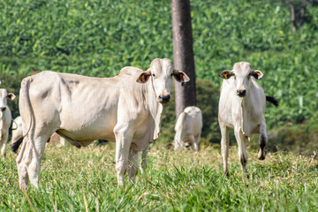 Fototapeta na wymiar Herd of zebu Nellore animals in a pasture area of a beef cattle farm in Brazil