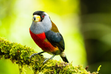 Toucan Barbet © Diego_Camargo_Photo