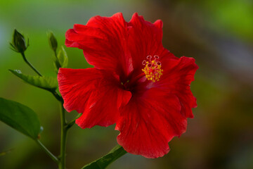 Beautiful red hibiscus flower with buds on a branch with leaves