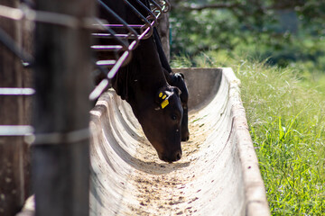 Herd of Aberdeen Angus animals in a feeder area of a beef cattle farm in Brazil
