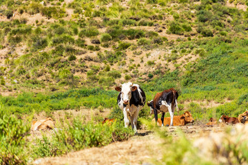 Naklejka na ściany i meble Herd of cows grazing on pasture on top of the mountain. Dairy and agriculture concept.