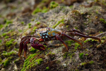 Bright sally lightfoot crab on the mossy rock of the beach