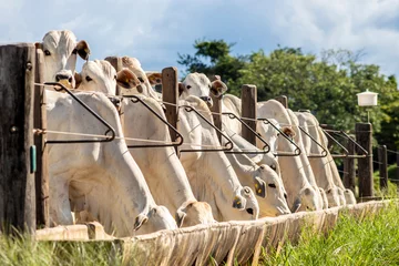 Fotobehang Herd of zebu Nellore animals in a feeder area of a beef cattle farm in Brazil © AlfRibeiro