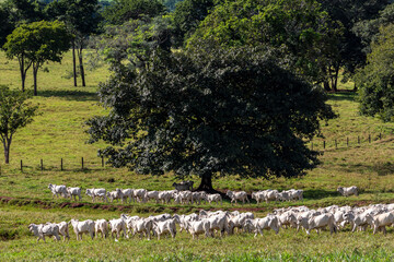 Naklejka premium Herd of zebu Nellore animals in a pasture area of a beef cattle farm in Brazil
