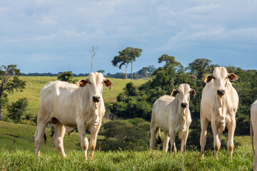 Fototapeta na wymiar Herd of zebu Nellore animals in a pasture area of a beef cattle farm in Brazil