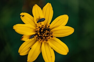 Flor amarilla e insectos 