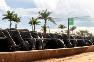 Herd of Aberdeen Angus animals in a feeder area of a beef cattle farm in Brazil