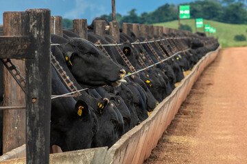 Herd of Aberdeen Angus animals in a feeder area of a beef cattle farm in Brazil