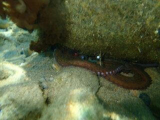 Common octopus (Octopus vulgaris) at the moment of inking undersea, Aegean Sea, Greece, Halkidiki. Ink out of focus.