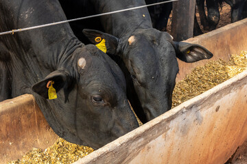 Herd of Aberdeen Angus animals in a feeder area of a beef cattle farm in Brazil