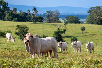 Herd of zebu Nellore animals in a pasture area of a beef cattle farm in Brazil