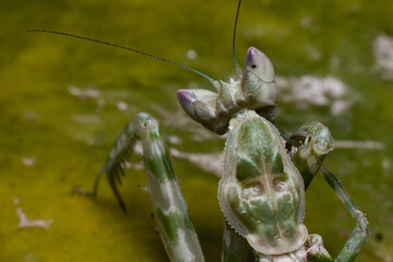 Close up of praying mantis on the leaf