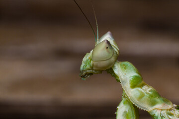 Close up of praying mantis on a branch