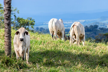 Obraz na płótnie Canvas Herd of zebu Nellore animals in a pasture area of a beef cattle farm in Brazil