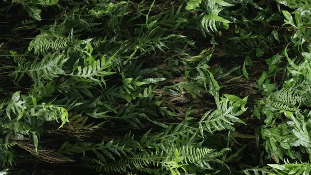 vertical video of Juicy exotic tropical monstera leaves texture backdrop with copyspace. Lush foliage greenery natural paradise garden in dark green jungle vegetation background pattern style