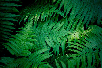 Fototapeta na wymiar Green ferns, top view background