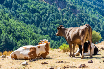 Fototapeta na wymiar Herd of cows grazing on pasture on top of the mountain. Dairy and agriculture concept.