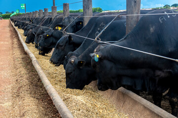 Herd of Aberdeen Angus animals in a feeder area of a beef cattle farm in Brazil