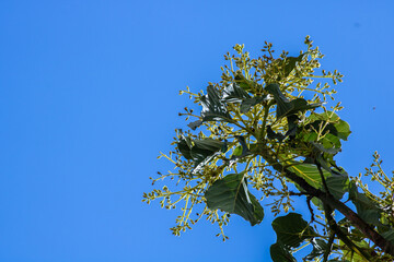 Avocado flowering in an avocado plantation on the fruit farm in Brazil