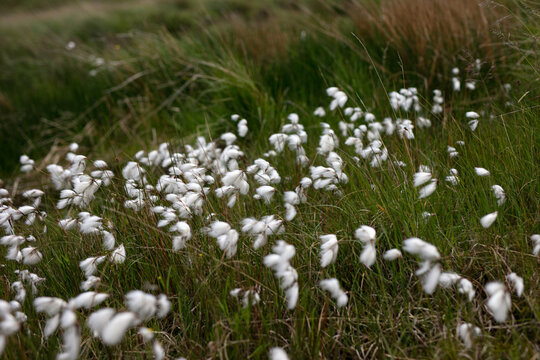 irish bog cotton