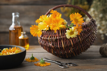 Basket of healthy calendula medicinal herbs. Marigold flowers. Bottles of calendula essential oil...