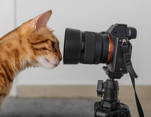Red cat looks into the lens of a SLR camera.