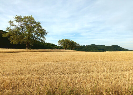 Abgeerntetes goldenes Feld im Hochsommer mit zwei Bäumen und Hügeln bei Sotzweiler, Landkreis St. Wendel, Saarland.