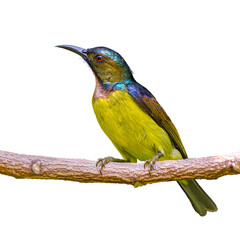 Brown-throated sunbird or Plain-throated sunbird or Anthreptes malacensis, beautiful bird isolated perching on the branch with white background and clipping path.