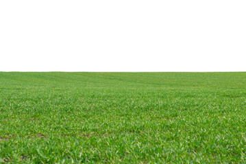 Obraz premium Green field as a background. Green grass in spring isolated on white background.