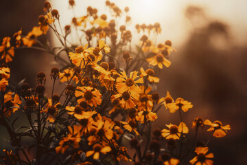 The beautiful yellow flowers of helenium fade, illuminated by sunlight at sunset. Autumn and the beauty of nature.