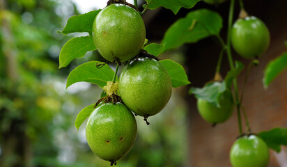 Passiflora edulis fruit on the tree