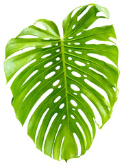 jeune feuille géante de philodendron sur fond blanc  © Unclesam