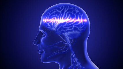 Human nervous system 3D illustration